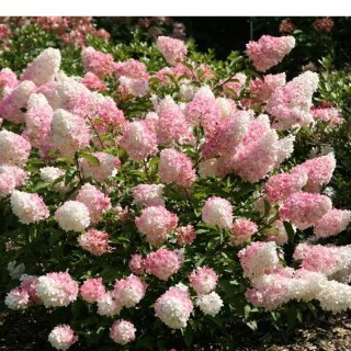 Hydrangea paniculata 'Vanille Fraise'