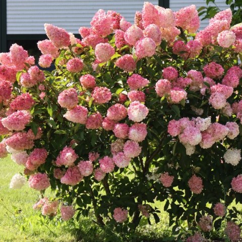 Hydrangea paniculata 'Vanille Fraise'