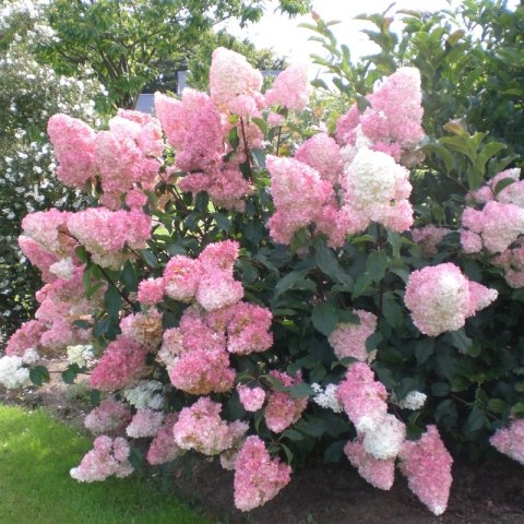 Hydrangea paniculata 'Vanille Fraise'