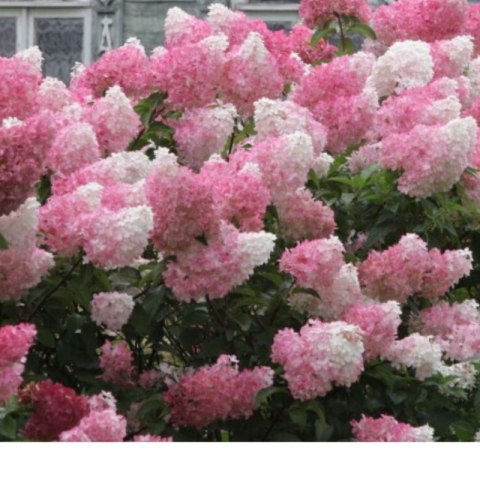 Hydrangea paniculata 'Vanille Fraise'