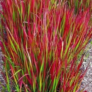 Imperata cylindryczna Red Baron — trawa o czerwonych liściach
