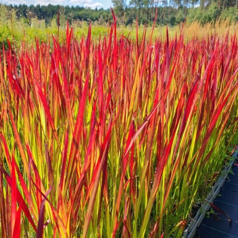 Imperata cylindryczna Red Baron — trawa o czerwonych liściach