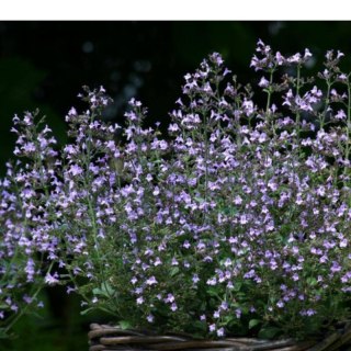 Kalaminta mniejsza - Calamintha nepeta 'Marvelette Blue'