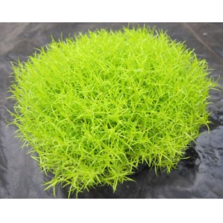 Karmnik Ościsty - Sagina Subulata 'Aurea'