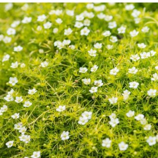 Karmnik Ościsty - Sagina Subulata 'Aurea'
