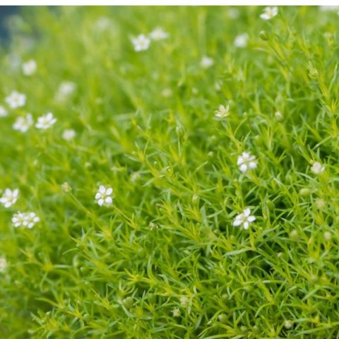 Karmnik Ościsty - Sagina Subulata 'Aurea'