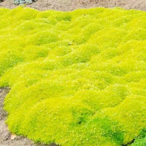 Karmnik Ościsty - Sagina Subulata 'Aurea'