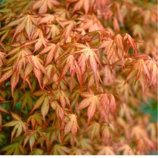Klon palmowy - Acer palmatum 'Katsura'