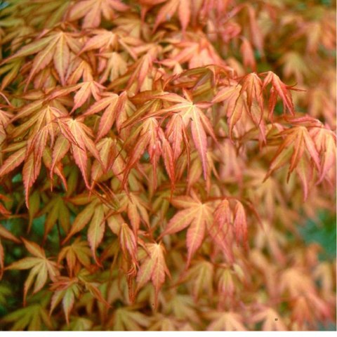 Klon palmowy - Acer palmatum 'Katsura'