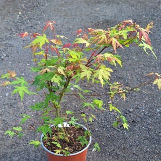 Klon palmowy - Acer palmatum 'Katsura'