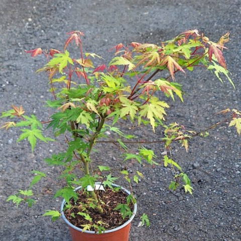 Klon palmowy - Acer palmatum 'Katsura'
