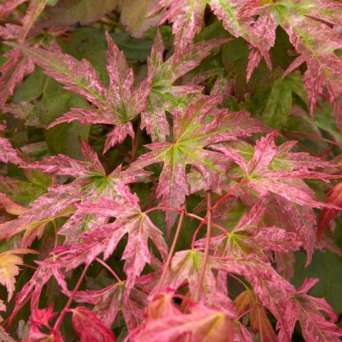 Klon palmowy - Acer palmatum 'Phoenix'