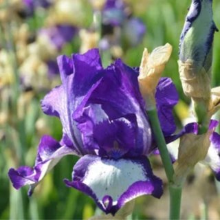 Kosaciec bródkowy - Iris germanica 'Stepping Out'
