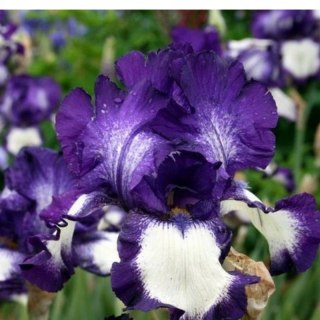 Kosaciec bródkowy - Iris germanica 'Stepping Out'