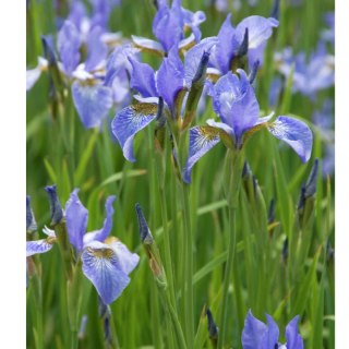 Kosaciec syberyjski- Iris sibirica 'Blau'
