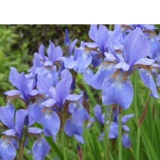 Kosaciec syberyjski- Iris sibirica 'Blau'
