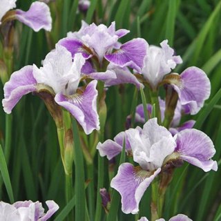 Kosaciec syberyjski - Iris sibirica 'Dance Ballerina Dance'
