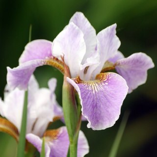 Kosaciec syberyjski - Iris sibirica 'Dance Ballerina Dance'