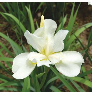 Kosaciec syberyjski - Iris sibirica 'Weiss'
