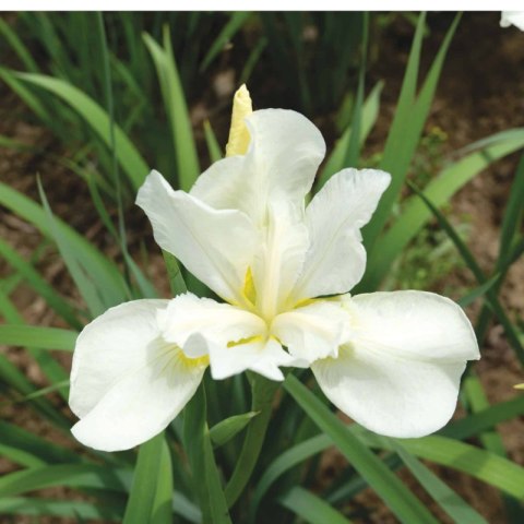 Kosaciec syberyjski - Iris sibirica 'Weiss'
