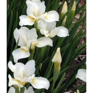Kosaciec syberyjski - Iris sibirica 'Weiss'