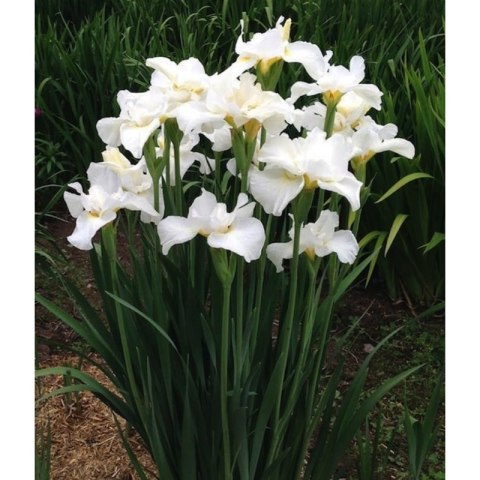 Kosaciec syberyjski - Iris sibirica 'Weiss'