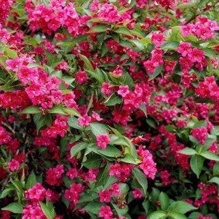 Krzewuszka - Weigela 'Bristol Ruby'