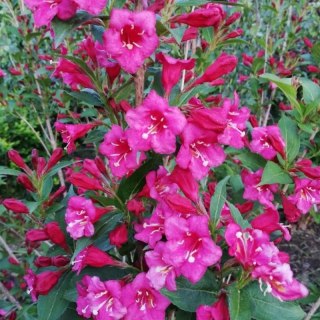 Krzewuszka - Weigela 'Bristol Ruby'