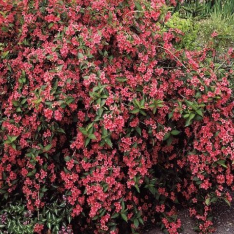 Krzewuszka - Weigela 'Bristol Ruby'