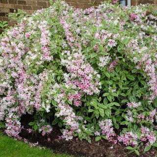 Krzewuszka cudowna - Weigela florida 'Nana Variegata'