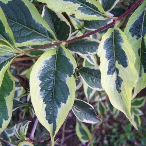 Krzewuszka cudowna - Weigela florida 'Nana Variegata'