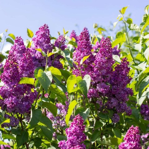 Lilak pospolity - Syringa vulgaris 'And an Ludwig Spath'