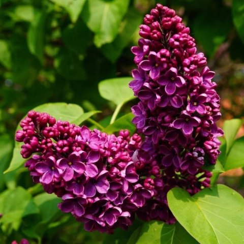 Lilak pospolity - Syringa vulgaris 'And an Ludwig Spath'