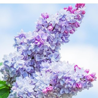 Lilak pospolity - Syringa vulgaris 'Nadezhda'