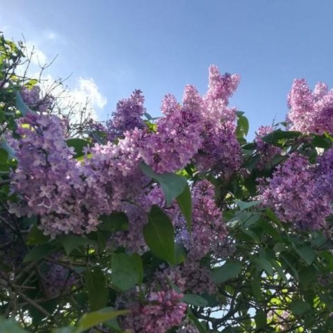 Lilak pospolity - Syringa vulgaris 'Nadezhda'