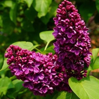 Lilak pospolity - Syringa vulgaris 'Prince Wolkonsky'