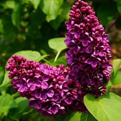Lilak pospolity - Syringa vulgaris 'Prince Wolkonsky'