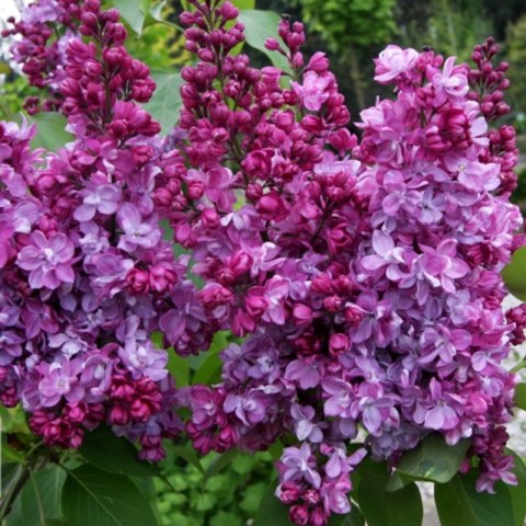 Lilak pospolity - Syringa vulgaris 'Prince Wolkonsky'