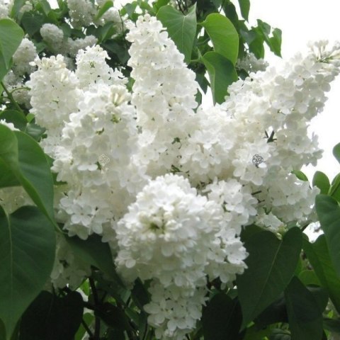 Lilak pospolity - Syringa vulgaris 'Stepman'