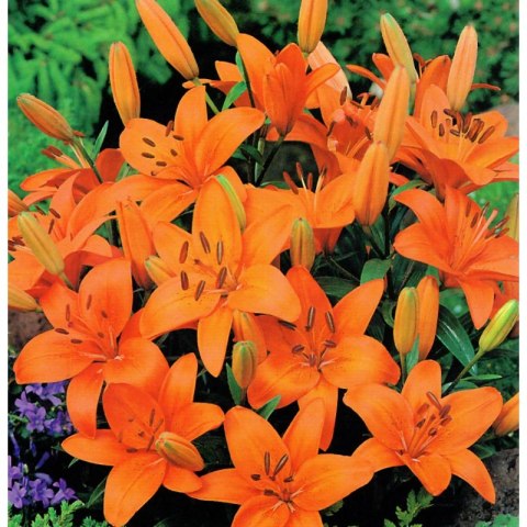 Lilia - Lilium 'Abbersville Pride'