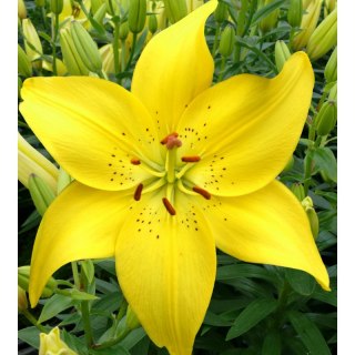 Lilia - Lilium 'Ilse Yellow'