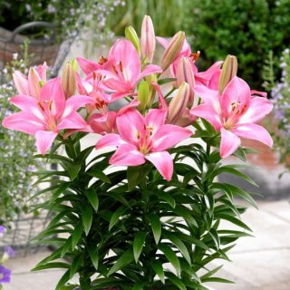 Lilia - Lilium 'Rozalynn'