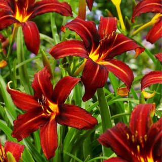 Liliowiec - Hemerocallis 'Autumn Red'