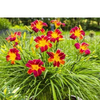 Liliowiec - Hemerocallis 'Autumn Red'
