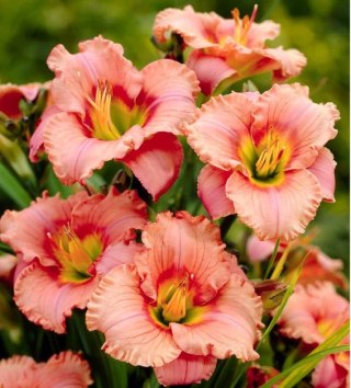 Liliowiec - Hemerocallis 'Elegant Candy'