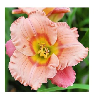 Liliowiec - Hemerocallis 'Elegant Candy'