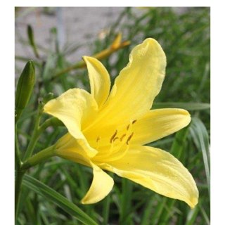 Liliowiec cytrynowy - Hemerocallis citrina