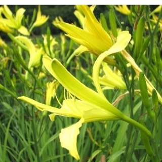 Liliowiec cytrynowy - Hemerocallis citrina