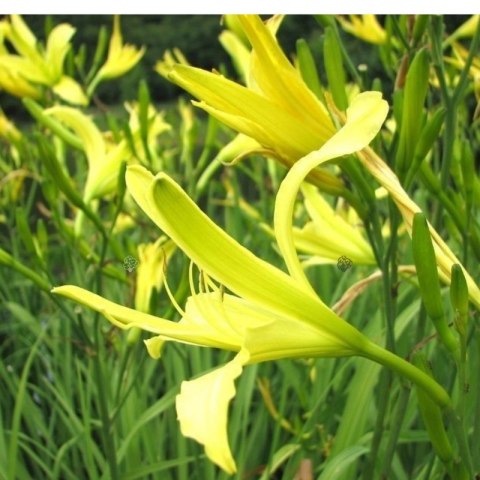 Liliowiec cytrynowy - Hemerocallis citrina