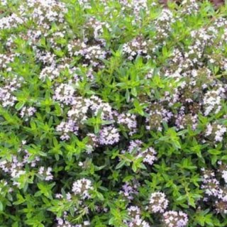 Macierzanka Cytrynowa - Thymus Cit. 'Aureus'